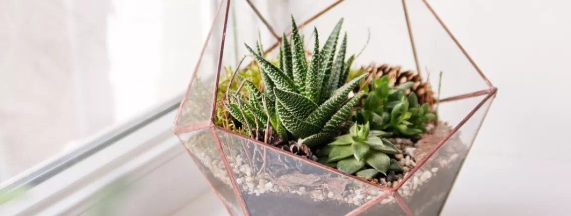 Créer un terrarium avec succulentes et plantes grasses