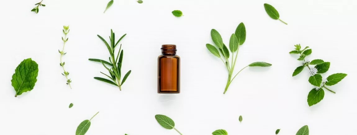 Huile essentielle d'eucalyptus : l'alliée de l'hiver - Top Santé