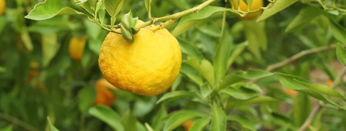 Vous allez (enfin) connaître la différence entre une mandarine et