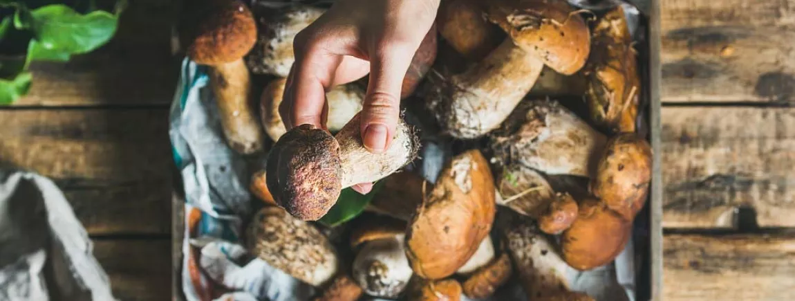 Une récolte de champignons