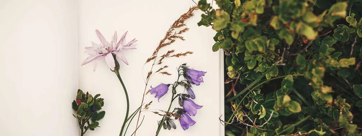 La nature pour les enfants. Comment réaliser un joli herbier ?